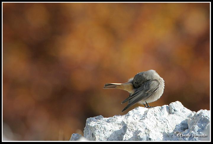 Rouge-queue noir femelle